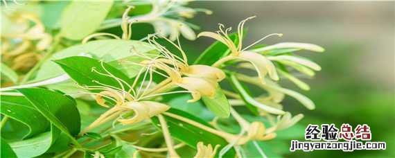 金银花病虫害科学用药防治技术 金银花病虫害科学用药防治技术