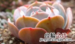 红粉台阁掉叶子怎么办