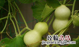 胡芦丝怎么做好吃又嫩 初学葫芦丝