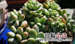 多肉发黄化水 黄丽多肉化水怎么办