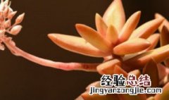 铭月开花图片 铭月开花会不会死