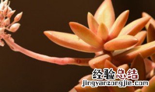 铭月开花图片 铭月开花会不会死