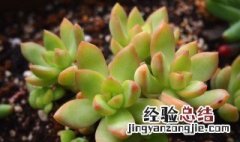 黄丽多肉怎么繁殖方法 黄丽多肉怎么繁殖
