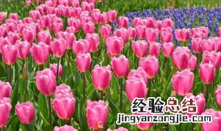 郁金香如何延长花期 郁金香花期长吗