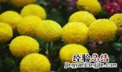 乒乓菊花语是什么意思 乒乓菊花语是什么