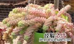 老桩多肉玉缀如何修剪爆盆 多肉新玉缀怎么爆盆