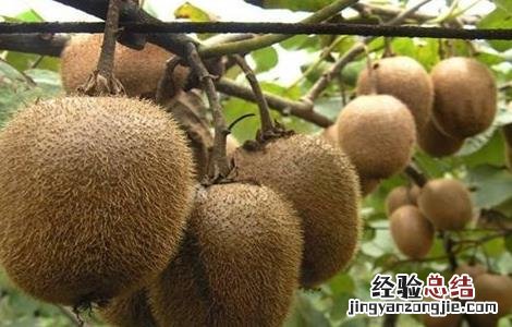 猕猴桃夏季可以修剪吗 猕猴桃夏季修剪常见误区