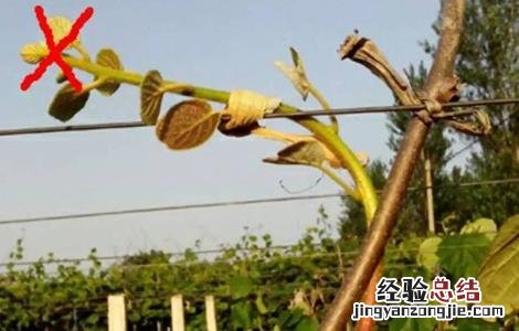 猕猴桃夏季可以修剪吗 猕猴桃夏季修剪常见误区