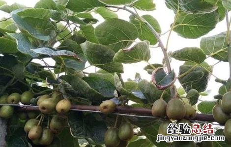 猕猴桃夏季可以修剪吗 猕猴桃夏季修剪常见误区