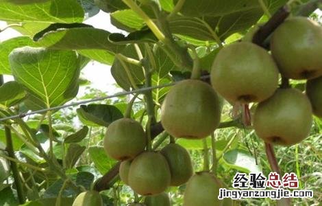 猕猴桃夏剪方法及好处 猕猴桃夏剪方法及好处与坏处