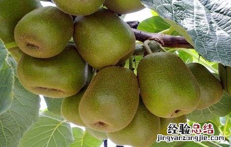 猕猴桃夏剪方法及好处 猕猴桃夏剪方法及好处与坏处