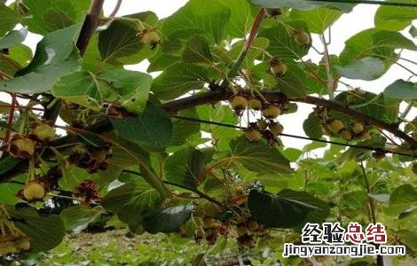 猕猴桃夏剪方法及好处 猕猴桃夏剪方法及好处与坏处