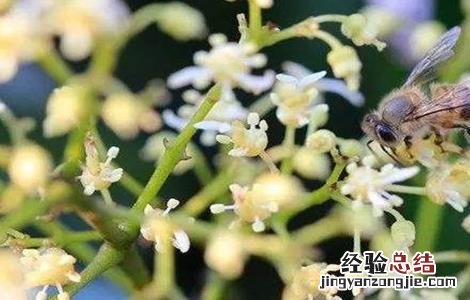 荔枝保花保果技术 荔枝管理保花保果技术