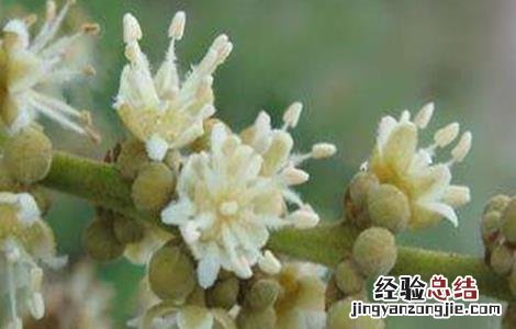 荔枝保花保果技术 荔枝管理保花保果技术