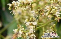荔枝保花保果技术 荔枝管理保花保果技术