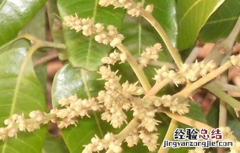 荔枝保花保果技术 荔枝管理保花保果技术