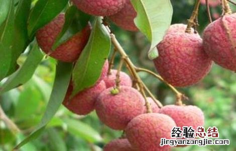 荔枝的生长环境要求有哪些 荔枝的生长环境要求