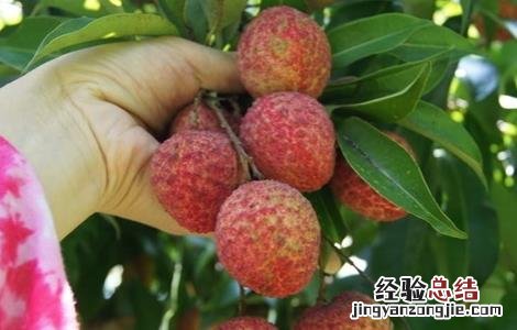 荔枝的生长环境要求有哪些 荔枝的生长环境要求