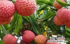 荔枝的生长环境要求有哪些 荔枝的生长环境要求
