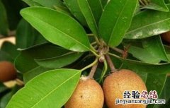 人心果的田间管理方法 人心果的种植技术和管理
