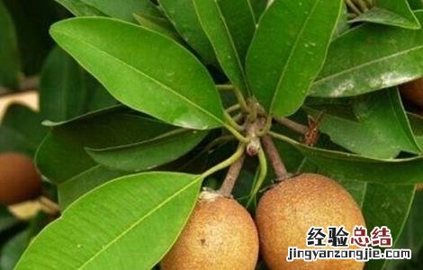 人心果的田间管理方法 人心果的种植技术和管理