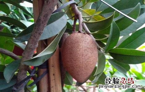 人心果的田间管理方法 人心果的种植技术和管理