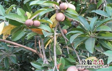 人心果的田间管理方法 人心果的种植技术和管理