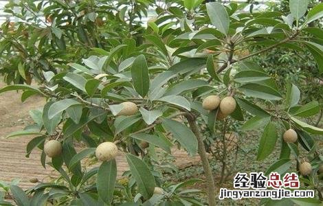 人心果的田间管理方法 人心果的种植技术和管理