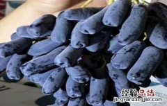 蓝宝石葡萄各时期管理要点 蓝宝石葡萄各时期管理要点有哪些