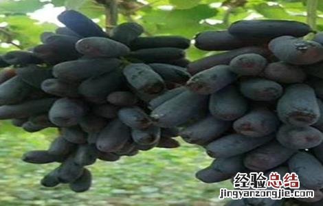 蓝宝石葡萄各时期管理要点 蓝宝石葡萄各时期管理要点有哪些