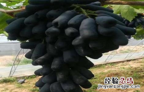 蓝宝石葡萄各时期管理要点 蓝宝石葡萄各时期管理要点有哪些