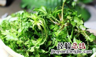 吃荠菜的禁忌是什么呢 吃荠菜的禁忌