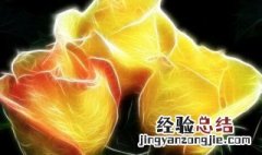 黄玫瑰百科 黄玫瑰的历史