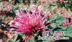烟火树的花语 烟火花的花语