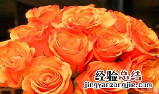 橙色玫瑰的含义是什么 橙色玫瑰的含义