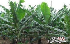 香蕉施肥技术视频教程 香蕉施肥技术