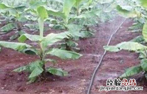 香蕉施肥技术视频教程 香蕉施肥技术