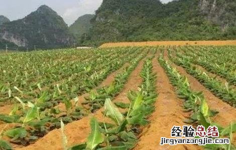 香蕉施肥技术视频教程 香蕉施肥技术