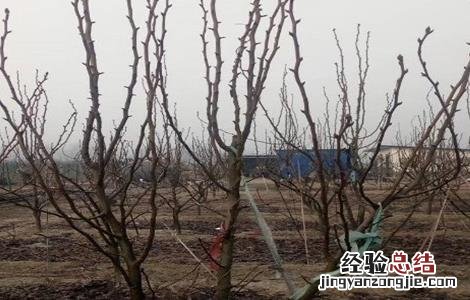 梨子修剪技术视频 梨子修剪技术