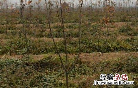 梨子修剪技术视频 梨子修剪技术