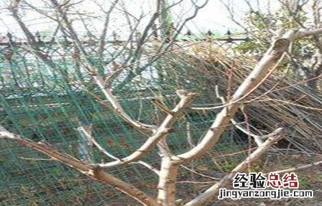 梨子修剪技术视频 梨子修剪技术