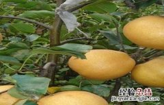梨子修剪技术视频 梨子修剪技术