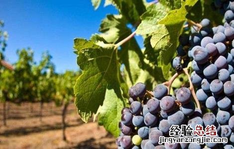 夏黑葡萄田间管理 夏黑葡萄生长环境