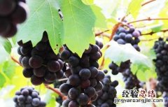 夏黑葡萄田间管理 夏黑葡萄生长环境