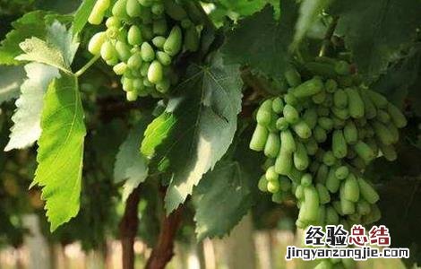 蓝宝石葡萄起垄防寒技术 蓝宝石葡萄的种植技术与管理