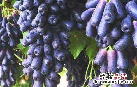 蓝宝石葡萄起垄防寒技术 蓝宝石葡萄的种植技术与管理