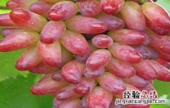 蓝宝石葡萄起垄防寒技术 蓝宝石葡萄的种植技术与管理