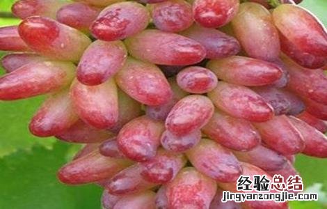蓝宝石葡萄起垄防寒技术 蓝宝石葡萄的种植技术与管理