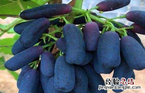 蓝宝石葡萄起垄防寒技术 蓝宝石葡萄的种植技术与管理