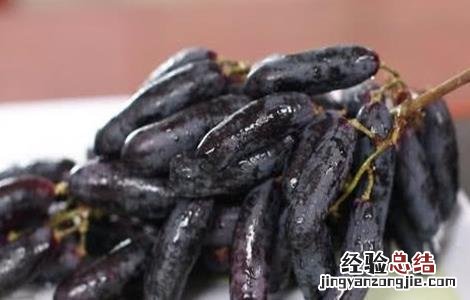 蓝宝石葡萄扦插技术 甜蜜蓝宝石葡萄嫁接好还是扦插好